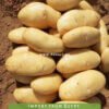 Spunta Fresh Potatoes