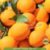 Fresh Navel Orange